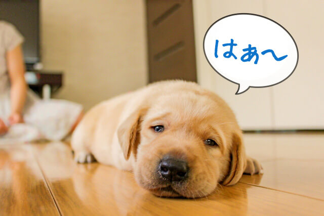 あんしんライフよこすかの活動が様々な所で紹介されています あんしんライフよこすか